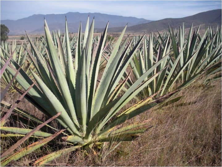 Espadin agave