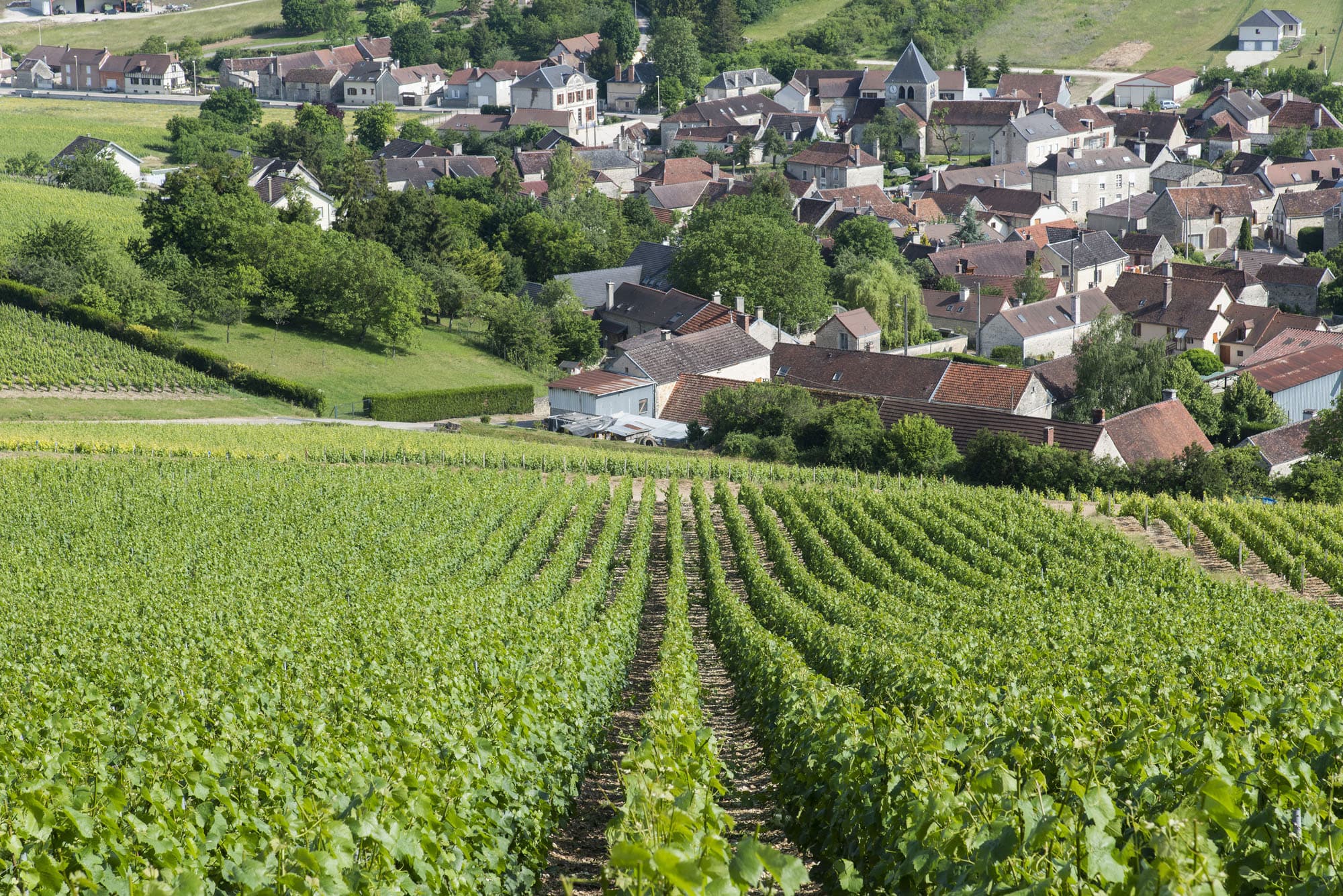 Månadens Vinhus: Champagne J-M Gremillet