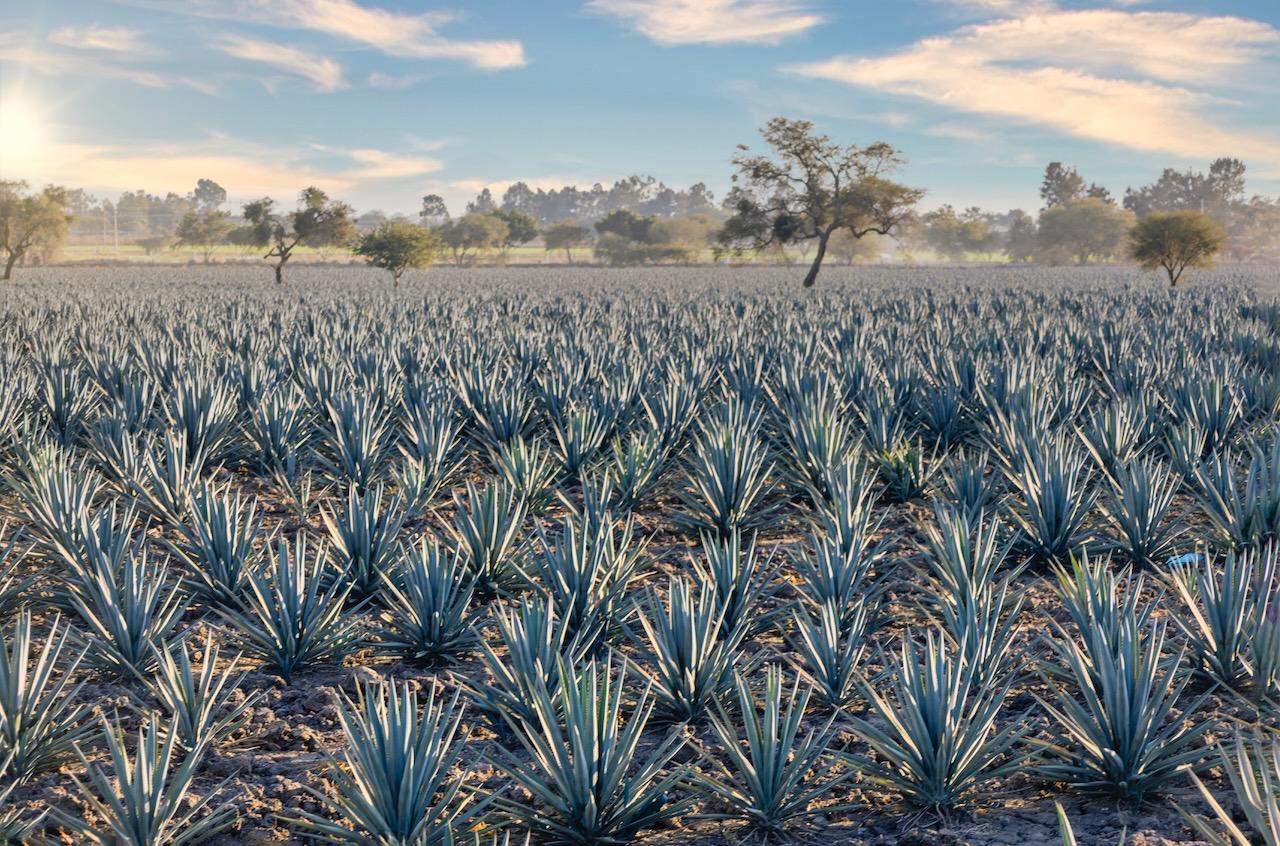 Tequila-skolan