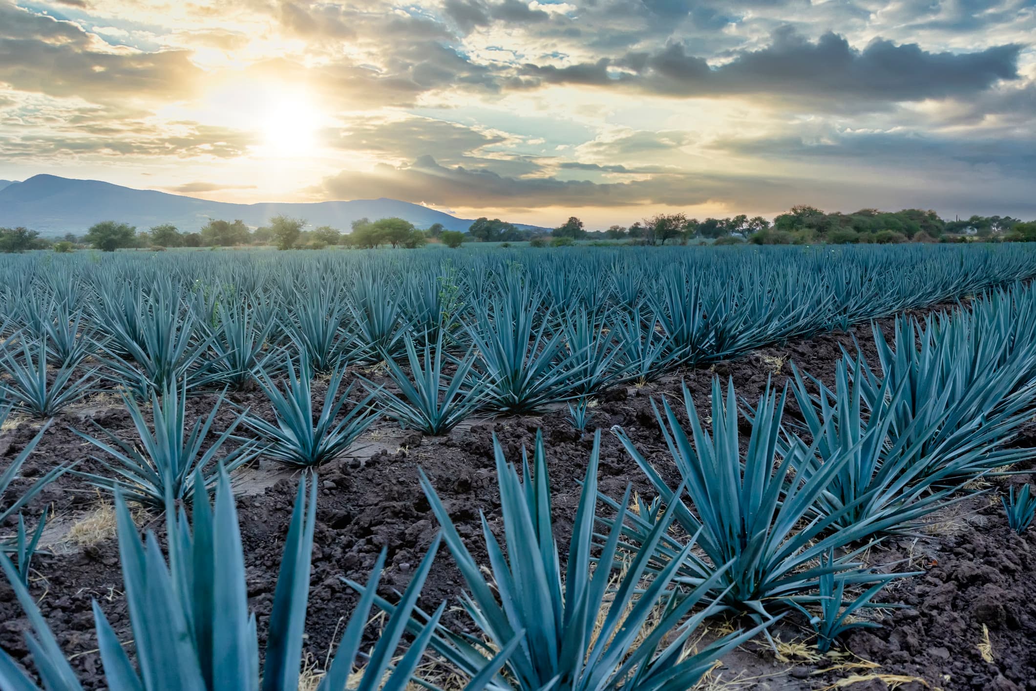 Tequila-skolan Jose Cuervo