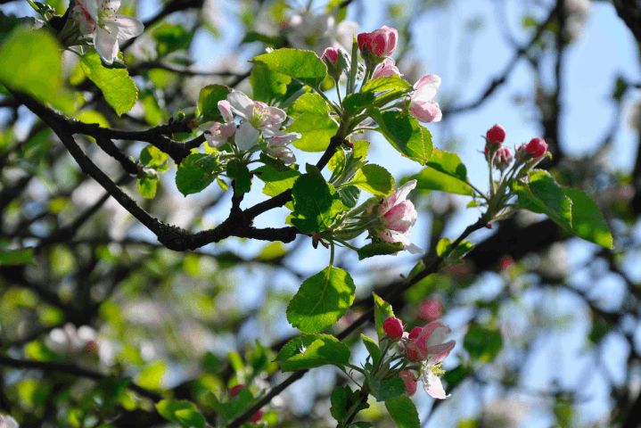 Det är mycket vackert i Calvados när äppleträden blommar.