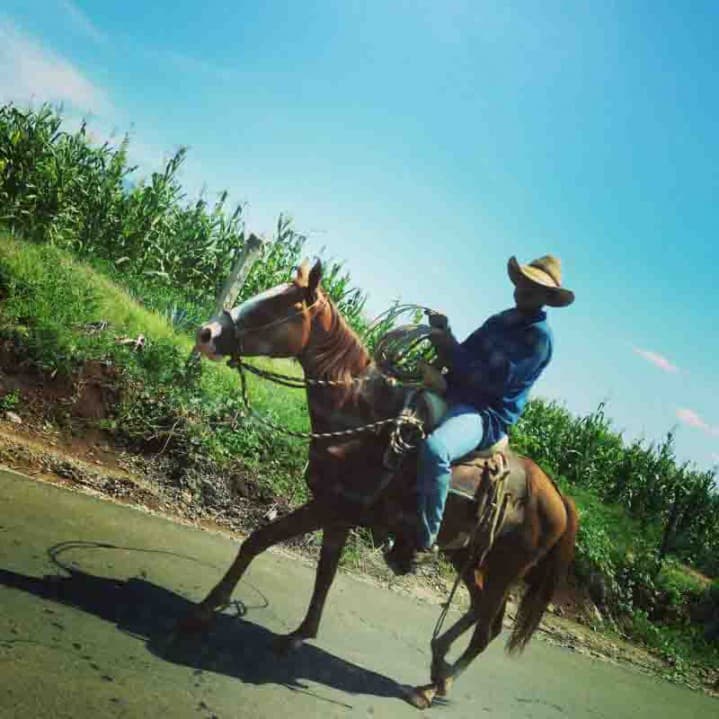 Charro En charro (cowboy) som vallar sina kor utanför byn Amatitán.