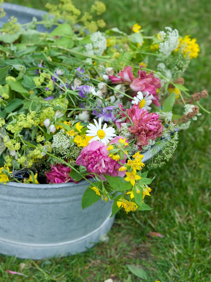 Snapsvisor och sill hör midsommar till.