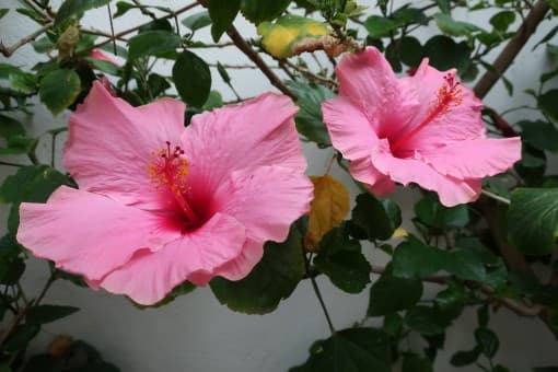 Bild från DinVinGuide