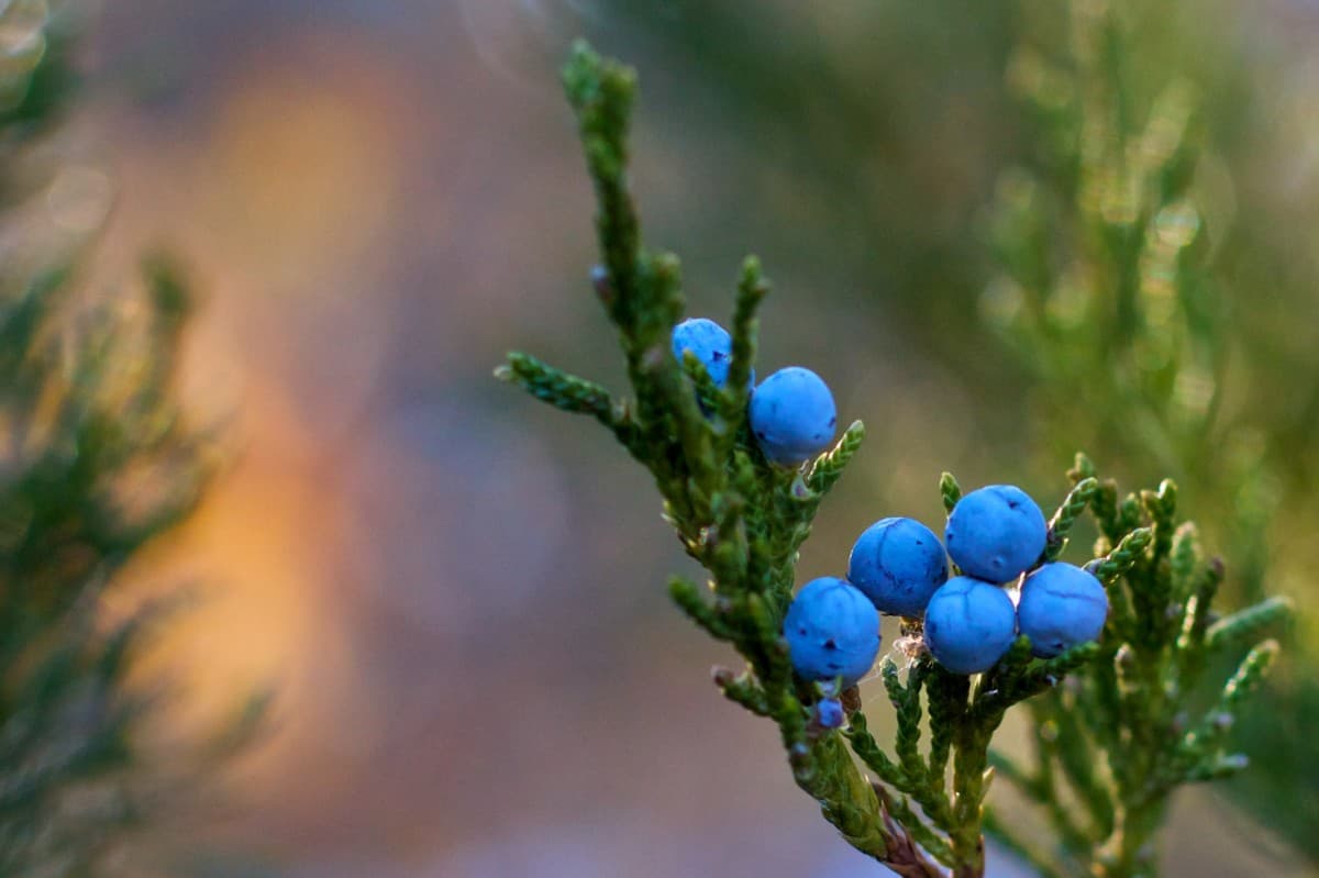 Gin – trendigt och gott