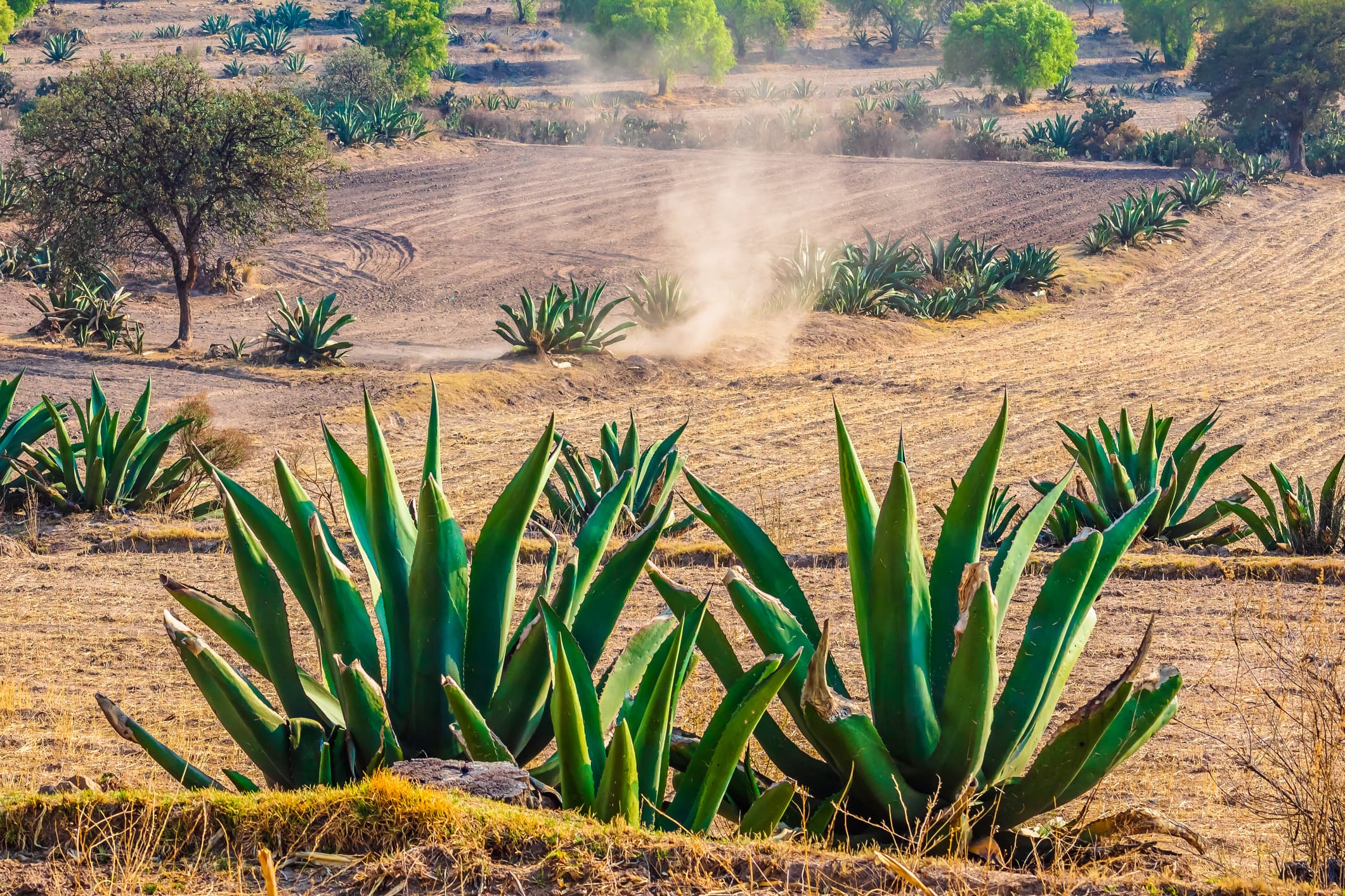 Bild från DinVinGuide