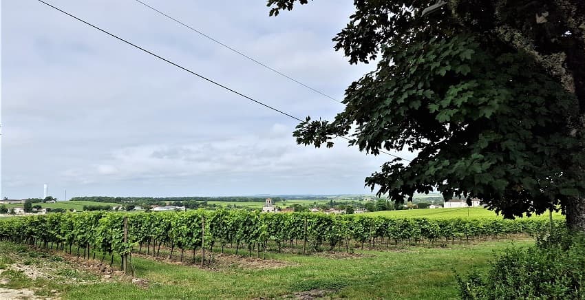 Vinrankor Ugni Blanche